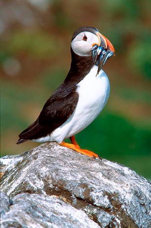puffin photo