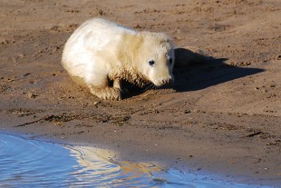 sealpup