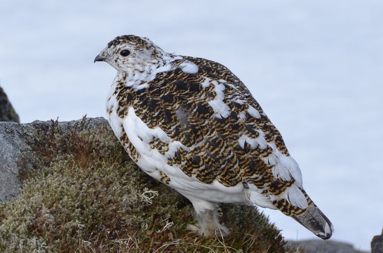 female-ptarmigan
