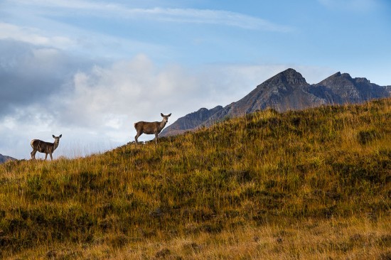 Deer in the Fisherfields