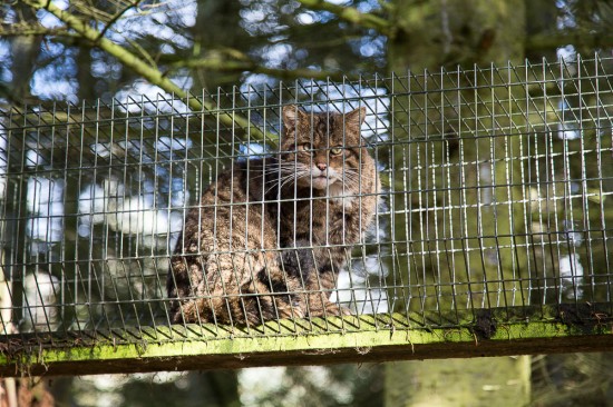 Mixed feelings at the wildcat enclosure
