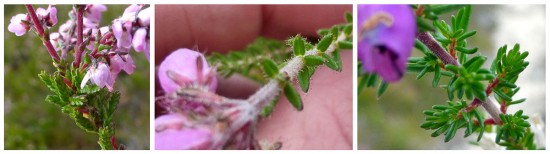 Using leaves to identify heathers. Left to right, Common Heather, Cross-Leaved Heath, Bell Heather