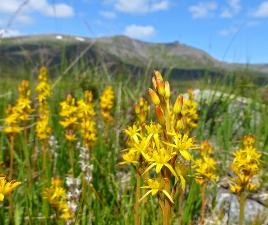 asphodel