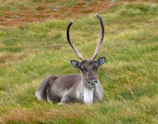 Free-roaming Cairngorm reindeer