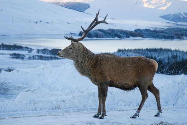 deer