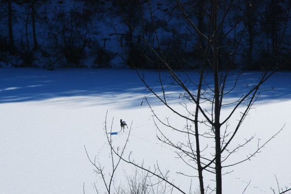 deerlake
