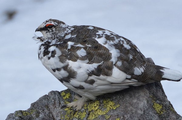 ptarmigan