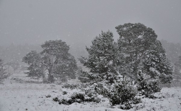 snowing