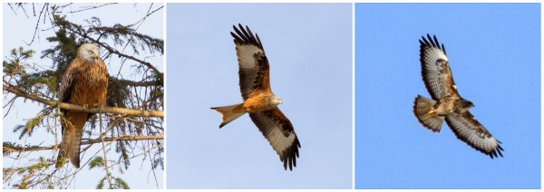 Left & Centre, red kite roosting and in flight. Right, buzzard in flight. Note the differences in tail & wing shape.