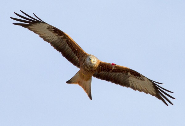 Red kite at Argaty