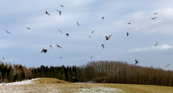 Upwards of 30 red kites feeding at Argaty. An incredible sight.