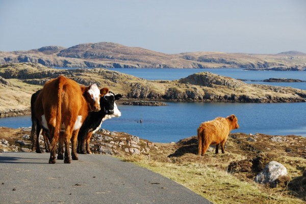 Great Bernera