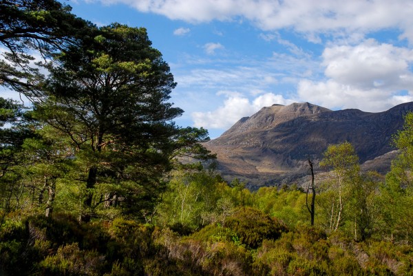 Pinewoods at the Beinn Eighe NNR