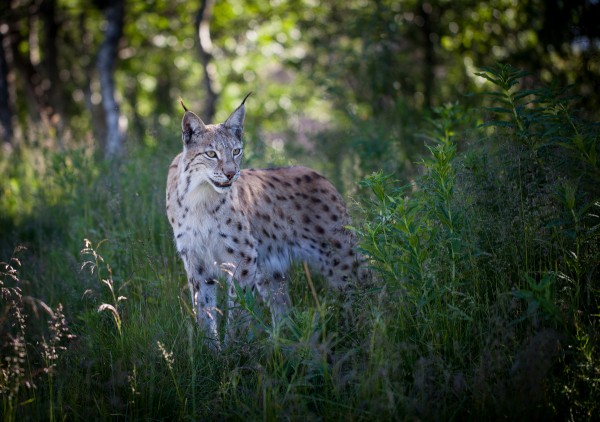 Eurasian lynx. Photo: Tom Bech (CC attribution license)