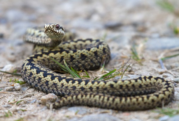 Only my 2nd adder in 12 years, at Loch Ordie in Perthshire