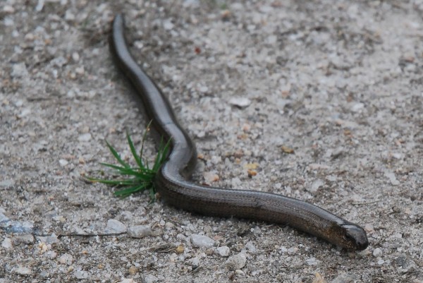 Slow worm. SNH leaflet to help distinguish between adders and slow worms: http://www.snh.org.uk/pdfs/education/slowworm.pdf