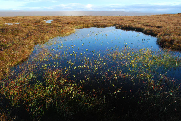 Protected: the Flow Country