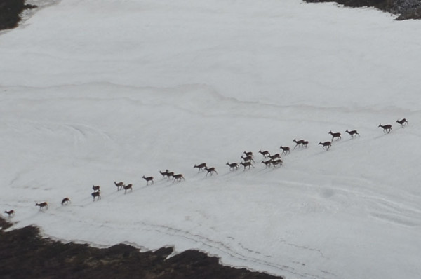 Deer