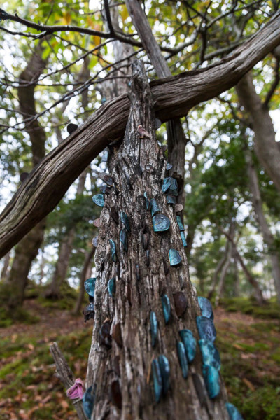 the money tree on Isle Maree
