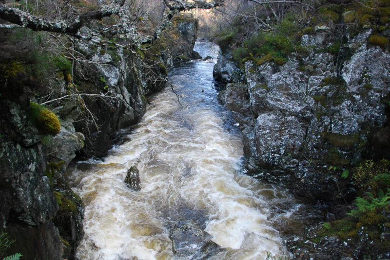 dog falls