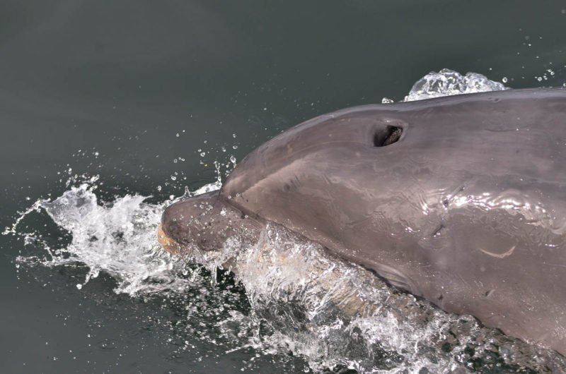 dolphins