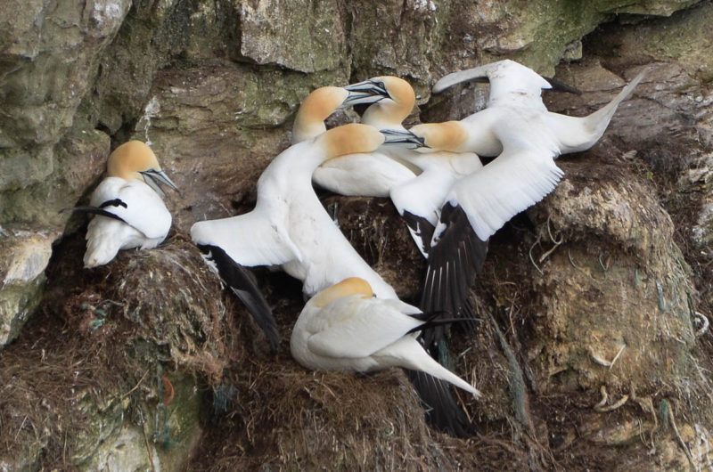 gannets