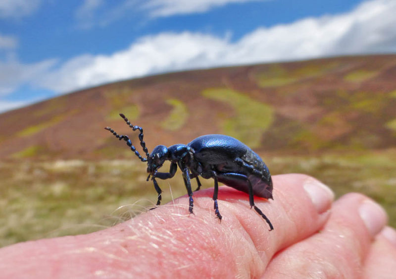 Too ugly to save? Three of the UK’s eight oil beetle species are already extinct. Glen Uig, Cairngorms.
