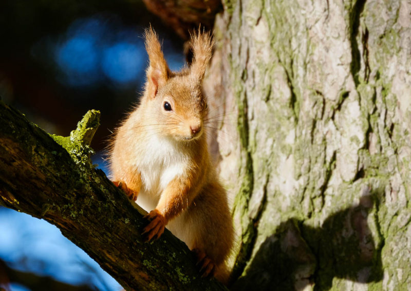 Cute and furry enough to save? (Photo: Walkhighlands)