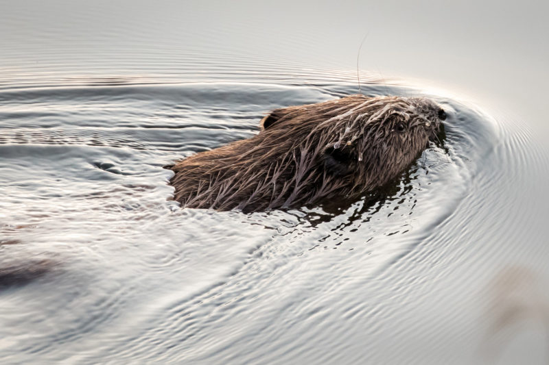 Beaver at Loch of the Lowes - Photo © Ron Walsh