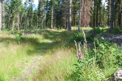 Walk photo