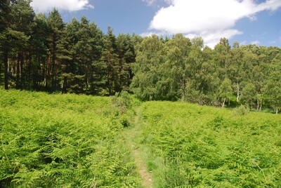 Walk photo