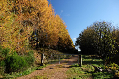 Walk photo