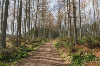 Walk photo