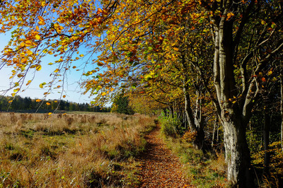 Walk photo