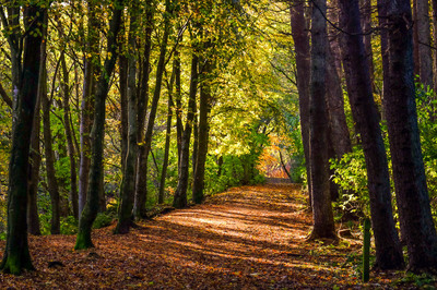 Dunnottar Woods, near Stonehaven