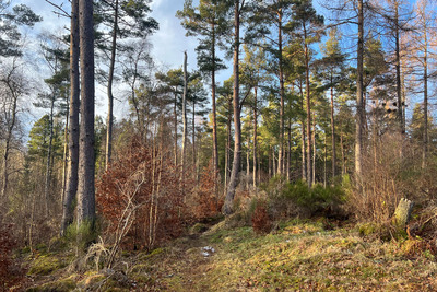 Walk photo
