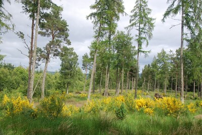 Walk photo