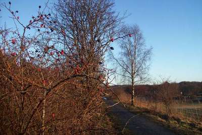 Walk photo