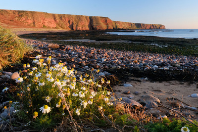 Seaton Cliffs and Auchmithie, Arbroath