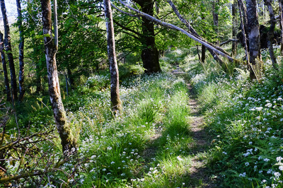 Walk photo