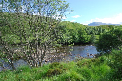 Tyndrum Community woodland