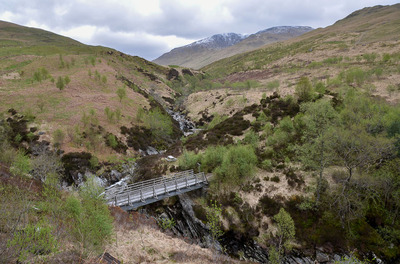 Sheep walk, Auchtertyre Farm, near Tyndrum