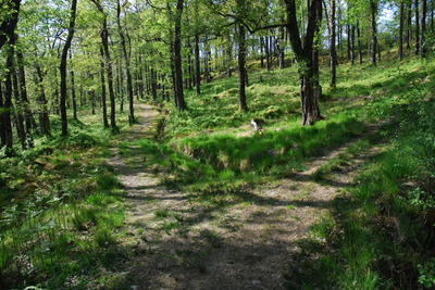 Walk photo