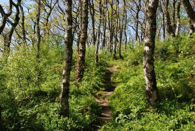 Walk photo