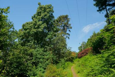 Walk photo