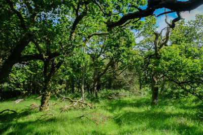 Walk photo