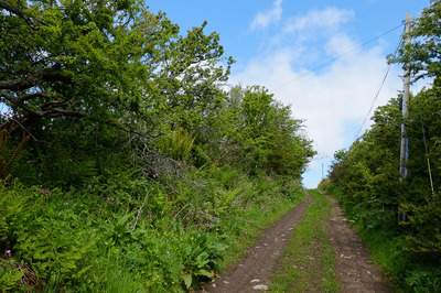 Walk photo