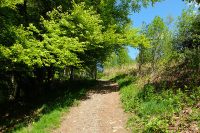Walk photo