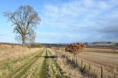 Walk photo