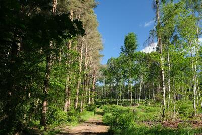 Walk photo